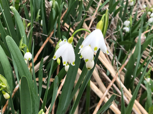 Photo By: Stephen M. Young. Photo taken: Onondaga County, NY on 10 May 2018
